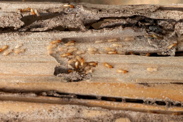 Professional Pest Control in Bee Ridge, FL
